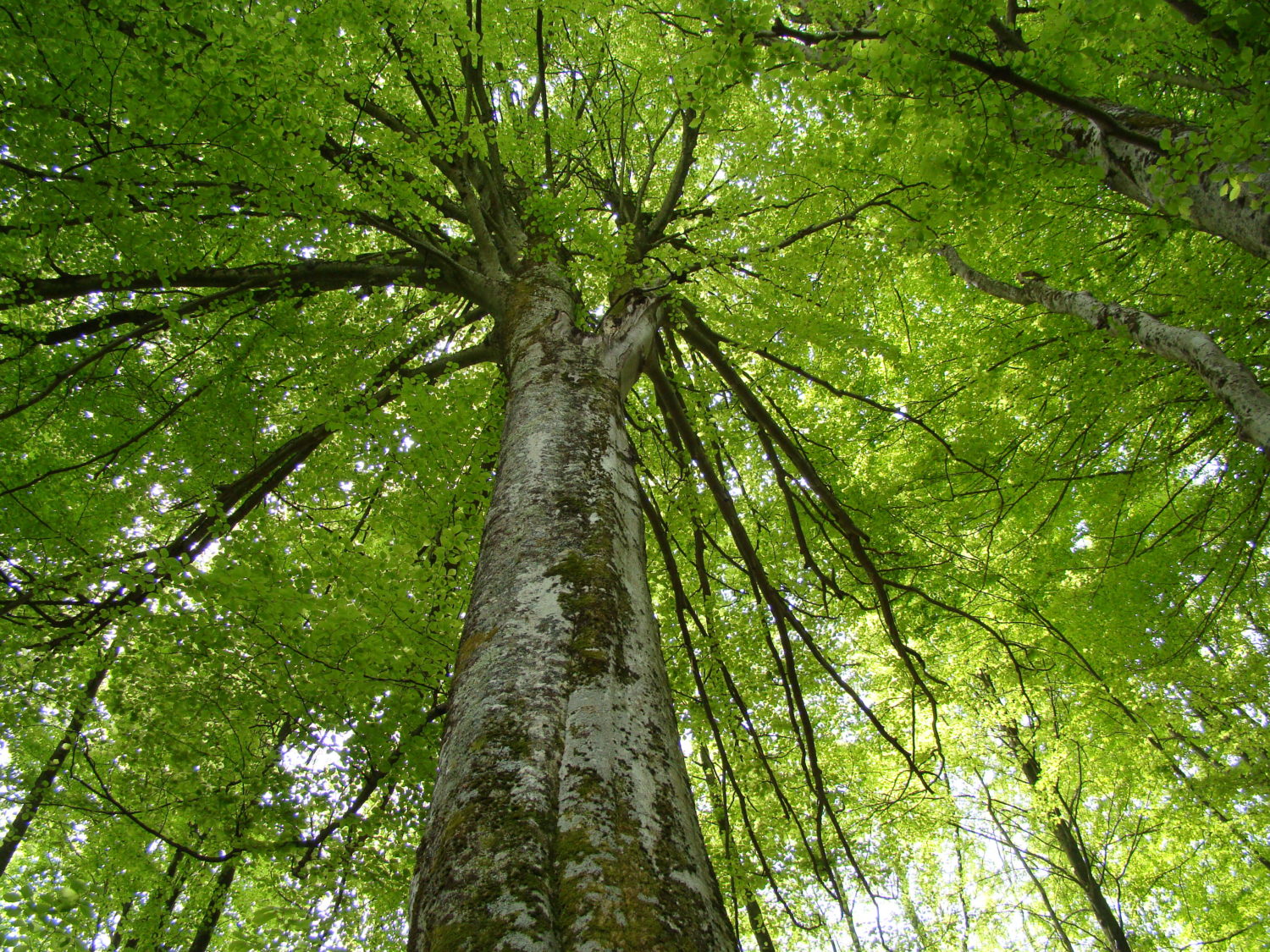 Chute du puits de carbone forestier : pourquoi le gouvernement doit revoir  sa stratégie sur les forêts - Canopée