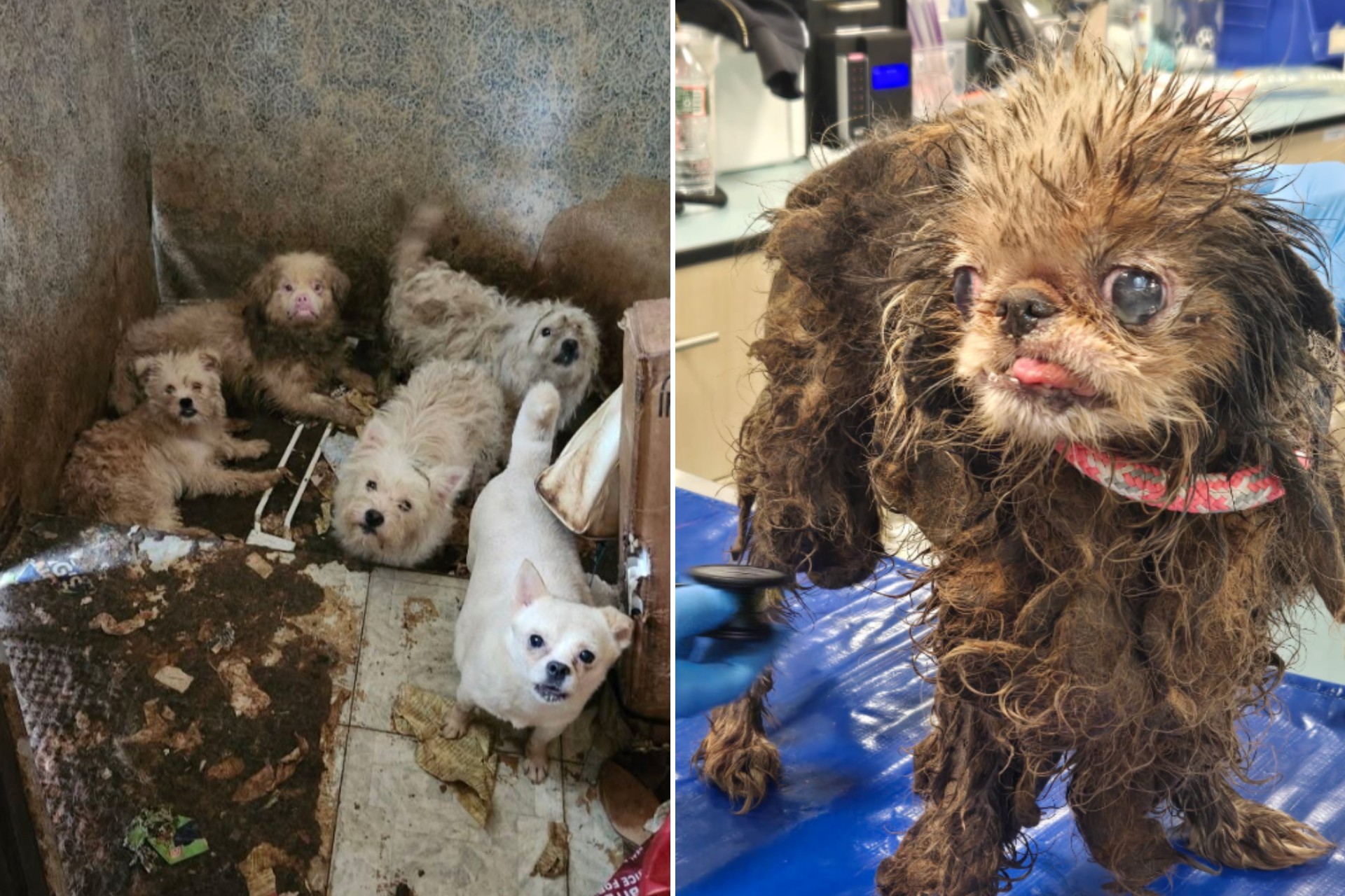 États-Unis : "On ne pouvait même pas respirer", une septuagénaire retrouvée  morte parmi ses 80 chiens négligés