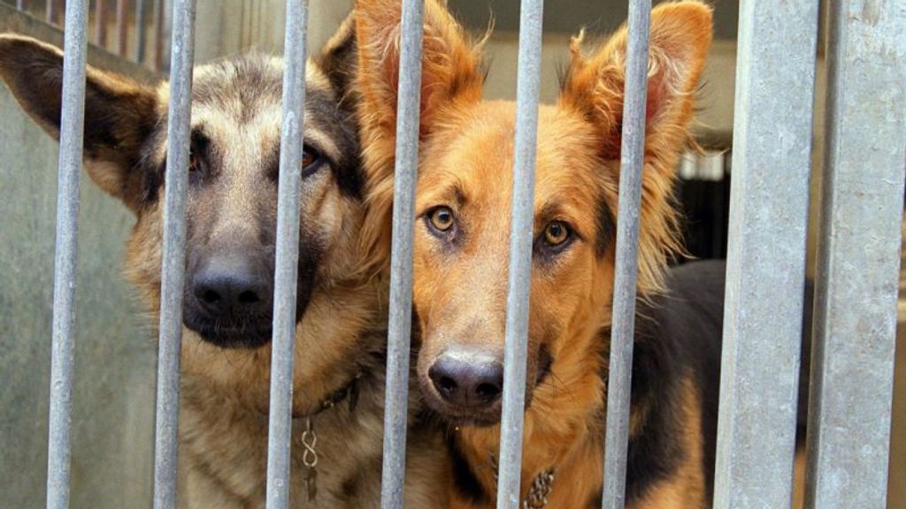 La belle histoire du jour : il sillonne les Etats-Unis pour sauver des  chiens | TF1 Info