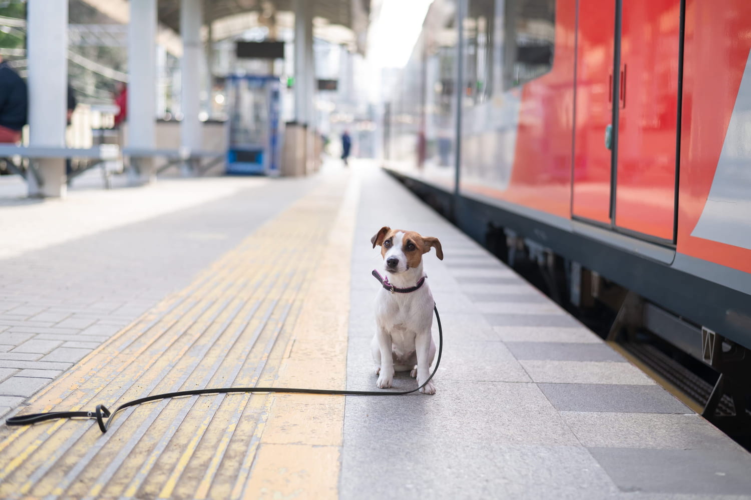 Payer un autre billet "animal" pour faire quelques pas : cette règle  "lunaire" de la SNCF lui