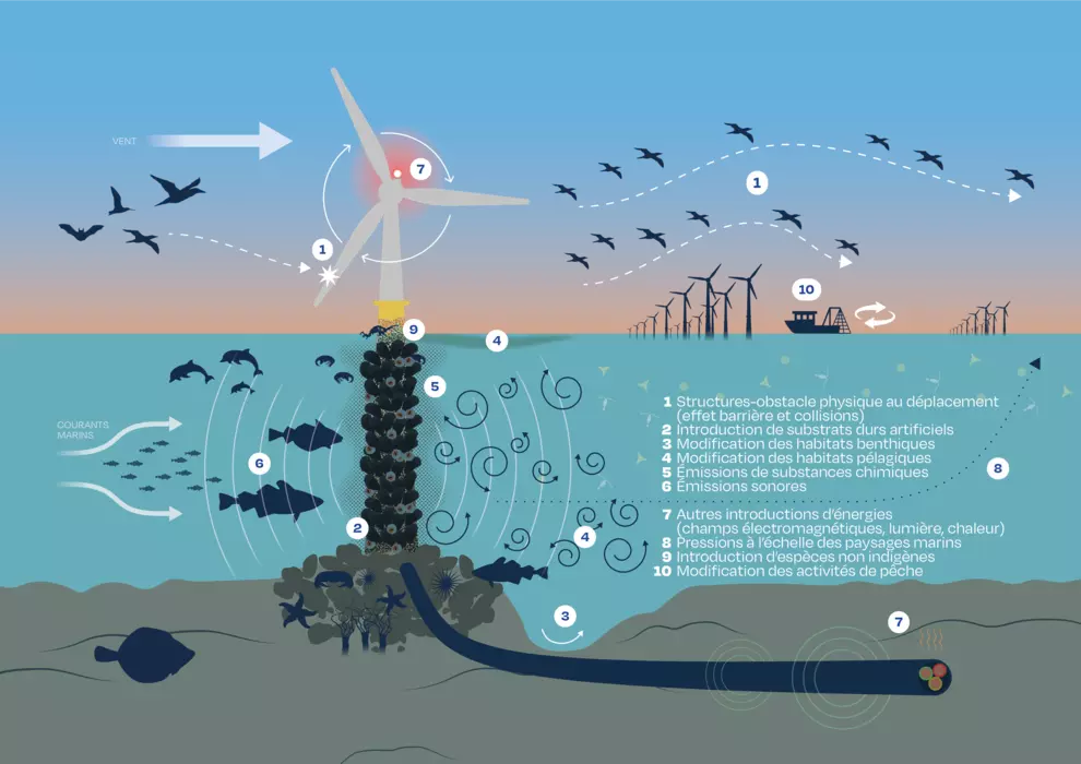 Eoliennes en mer & biodiversité : résultats de l'expertise scientifique  Ifremer-CNRS | Ifremer