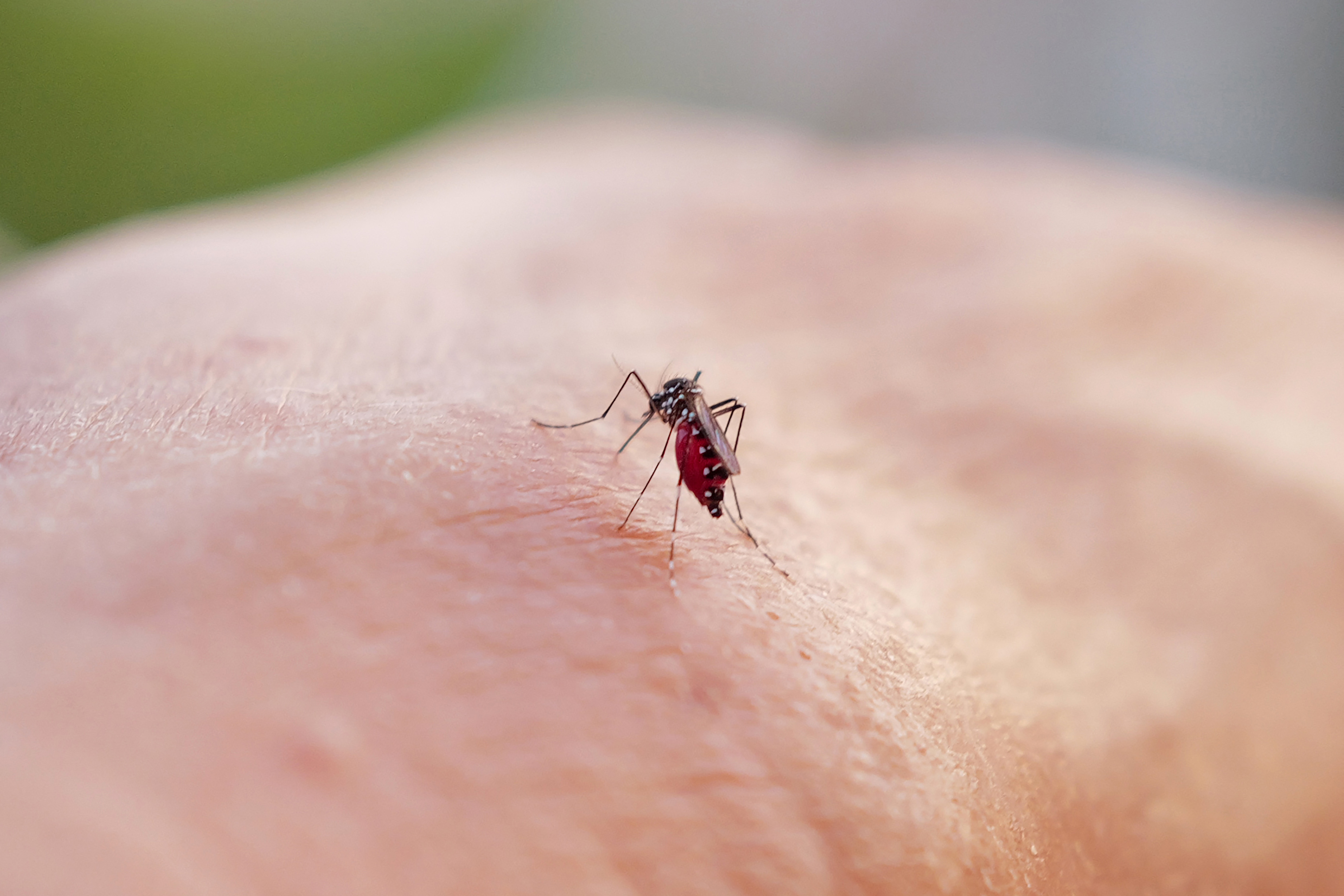 Après l'hantavirus, gare aux arboviroses ! – Libération