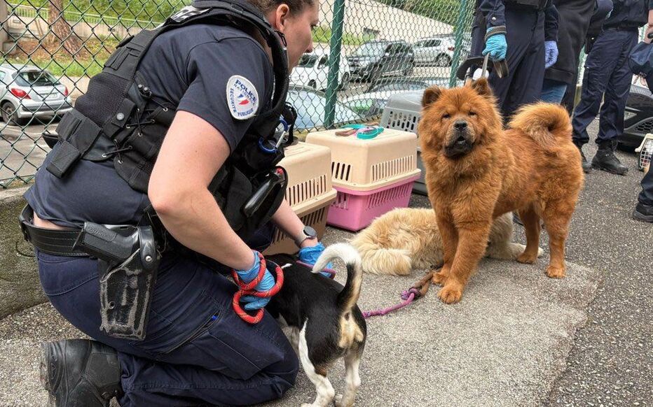 De l'ibuprofène et de la caféine dans le sang » : à Nice, un trafic de chiens drogués démantelé - Le Parisien