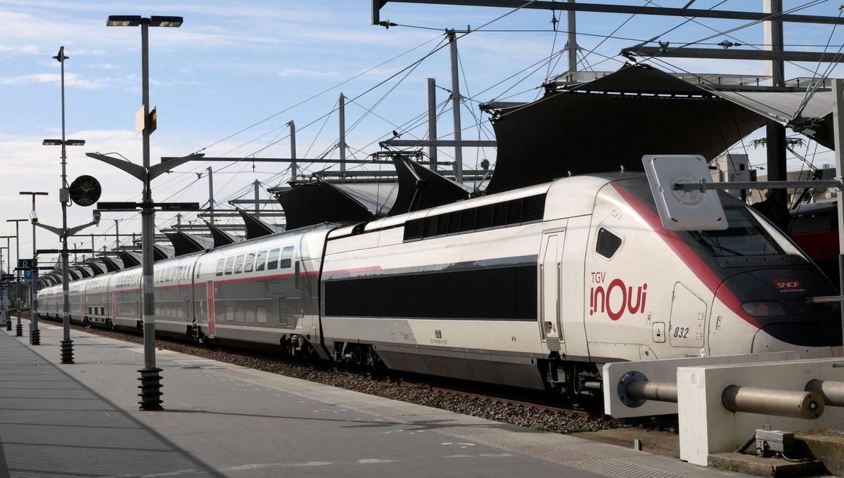 Paris : un chat écrasé par un TGV gare de Lyon, son propriétaire porte plainte et dénonce le protocole de la SNCF - ICI