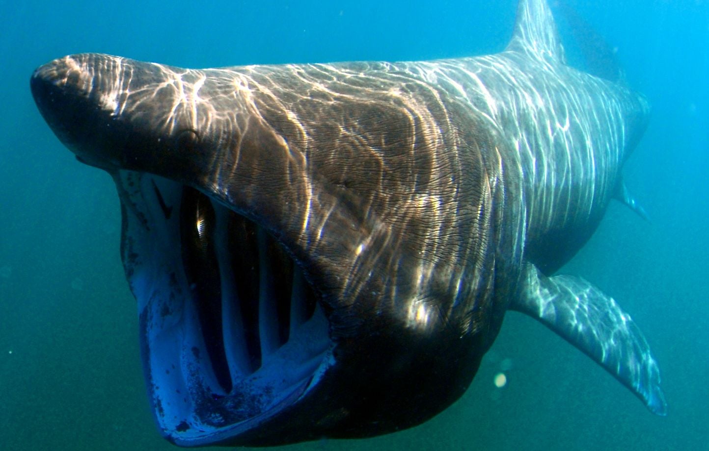 VIDEO. Bretagne: Des Glénan au Cap-Vert, l'étonnant périple d'un requin pèlerin