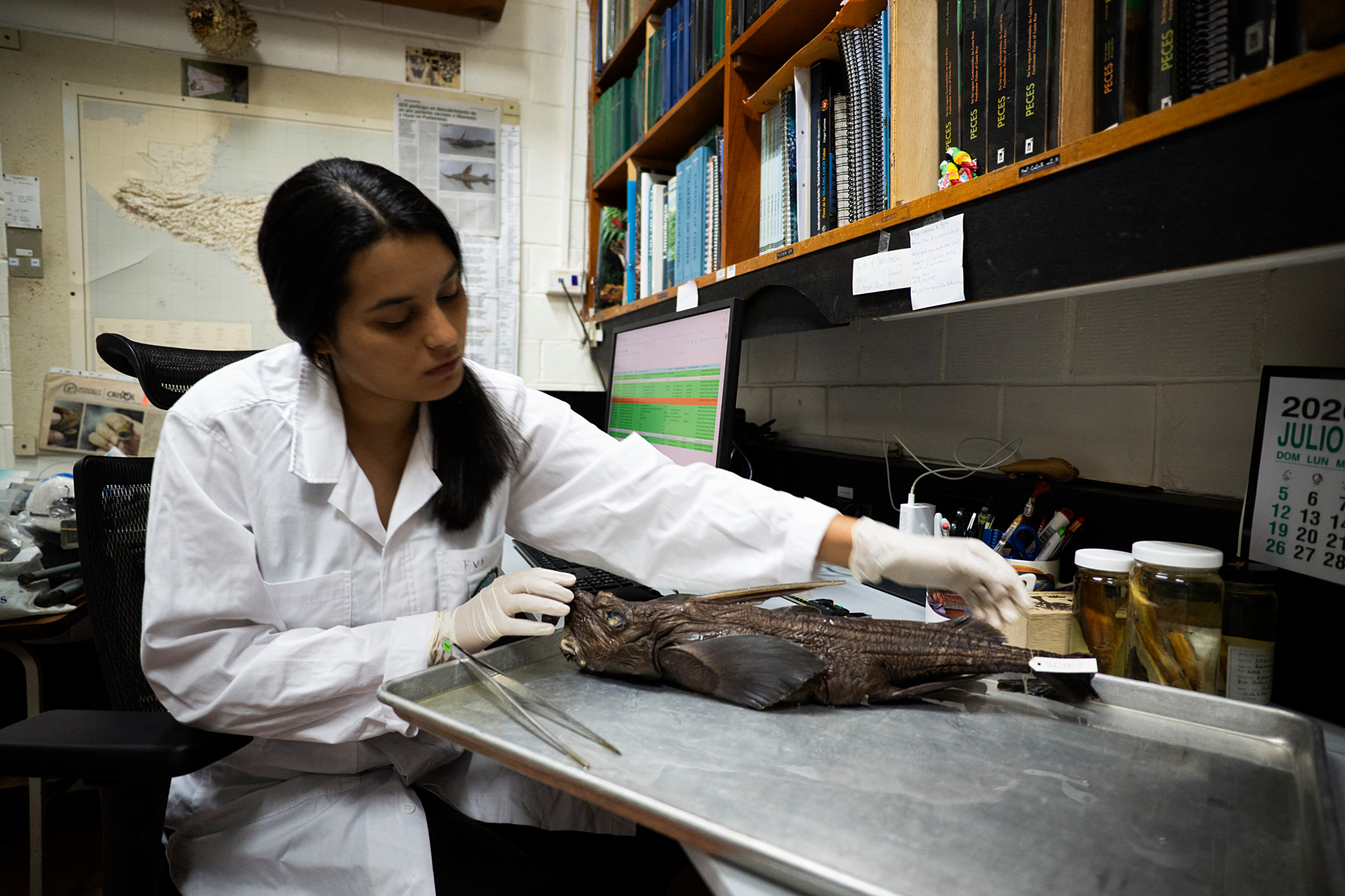 Costa Rica: une nouvelle espèce de requin fantôme découverte