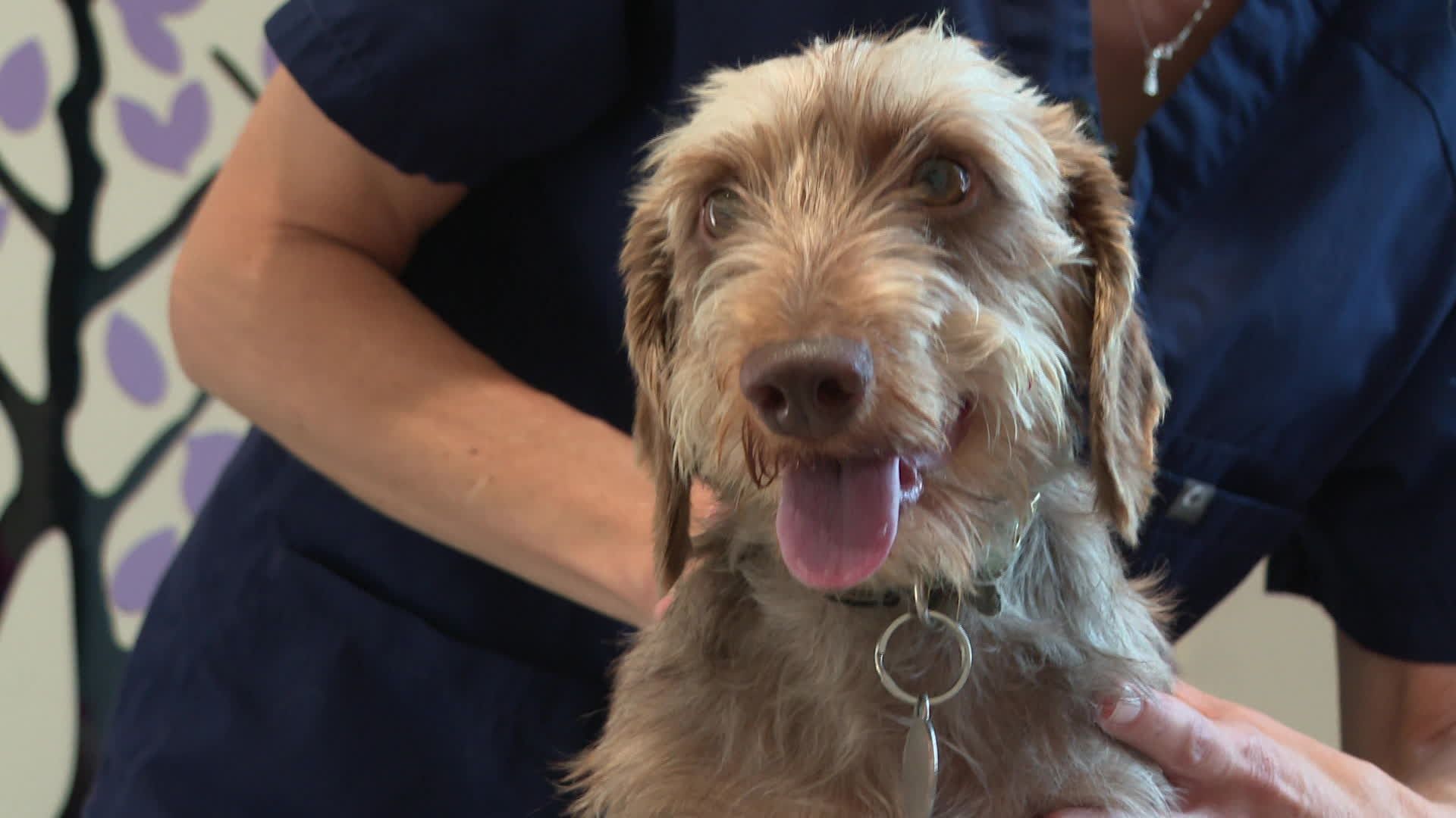Canicule. "Un chien peut se mettre à vomir" : les vétérinaires alertent sur les risques de coups de chaleur chez les animaux