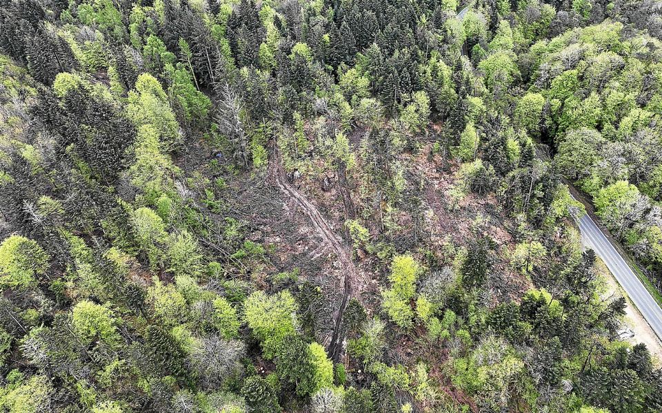 Canicule : « Nous avons observé des arbres très proches du seuil critique », alerte un chercheur de l'Inrae | Le Télégramme