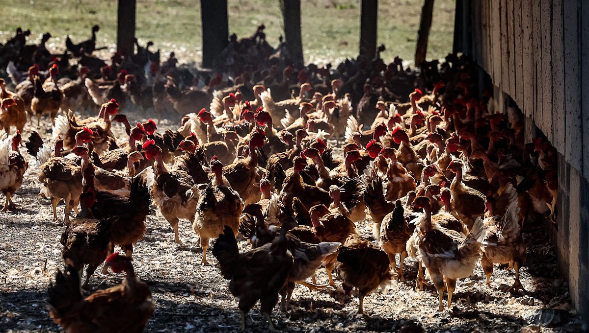 Canicule : plus de 450 tonnes de cadavres de poulets et de porcs ont été enfouies en Mayenne selon la préfecture - ICI