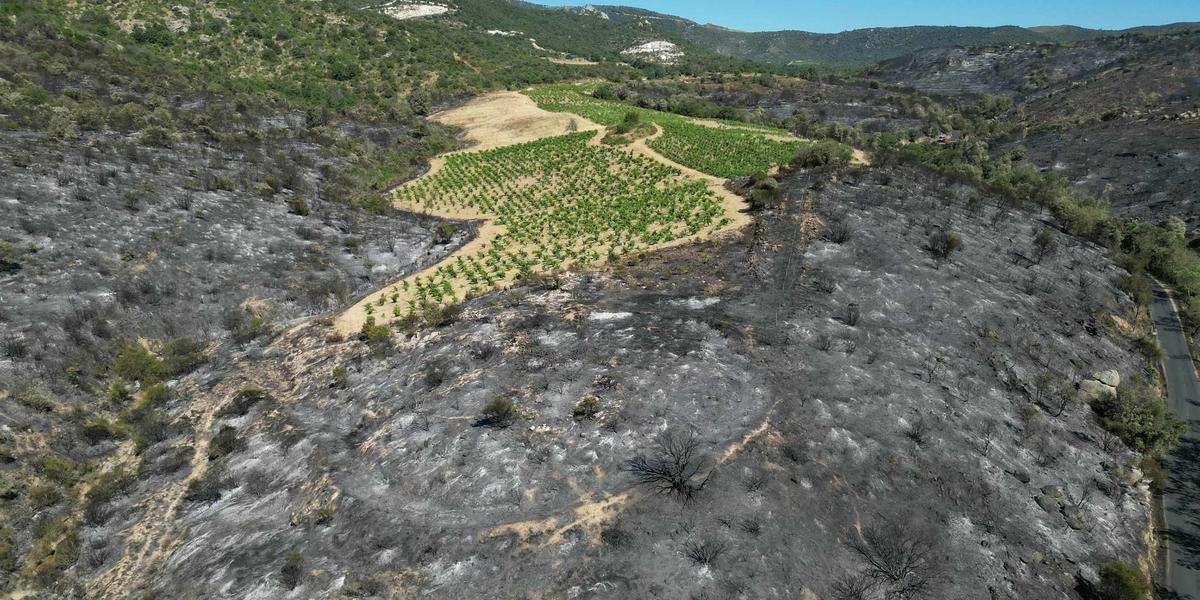 Incendies en France : 7 800 hectares ont brûlé en huit jours, nettement plus que sur tout le mois de juillet 2025