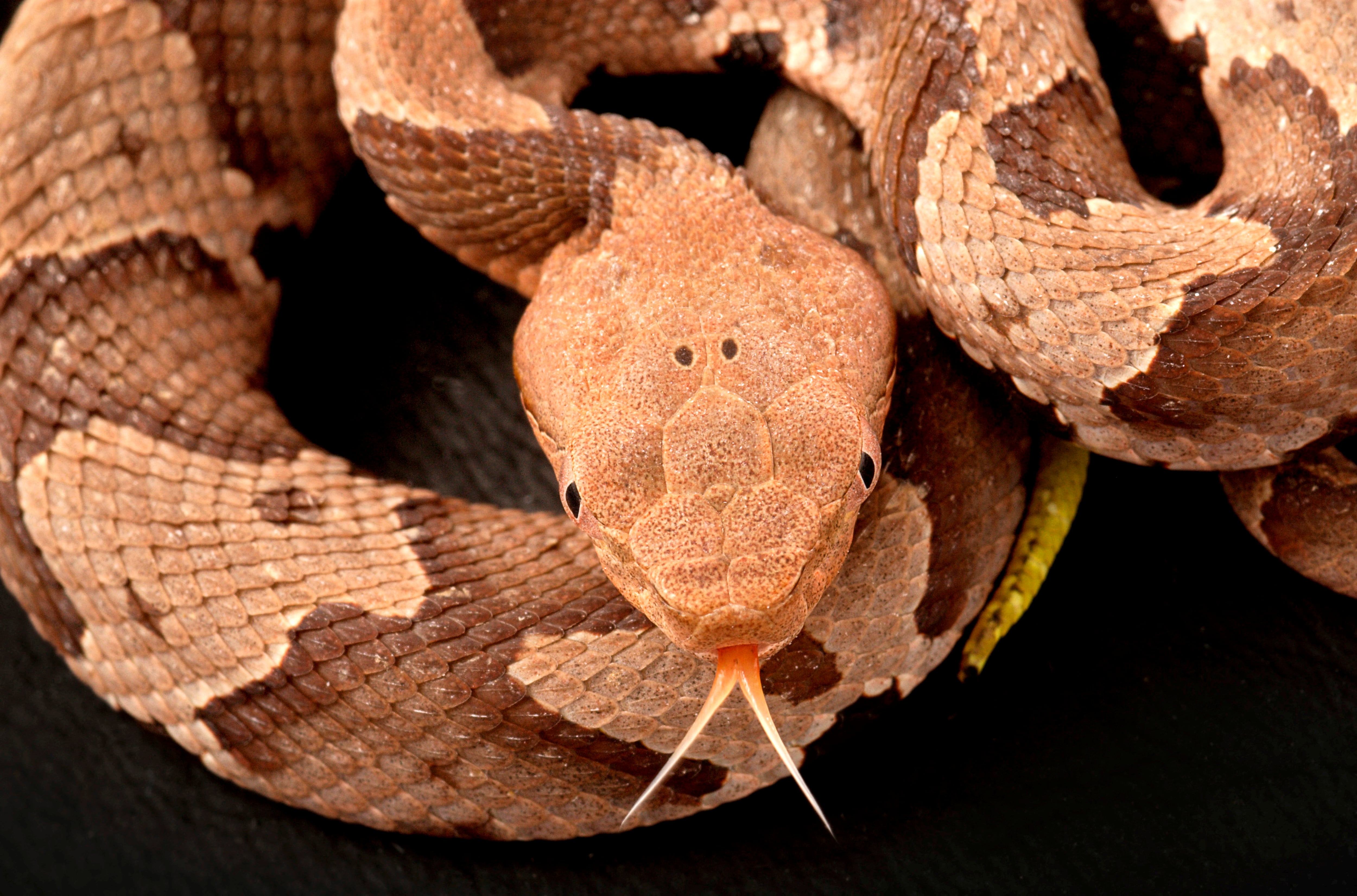 Le réchauffement climatique expose davantage les humains aux espèces les plus  dangereuses de serpents – Libération
