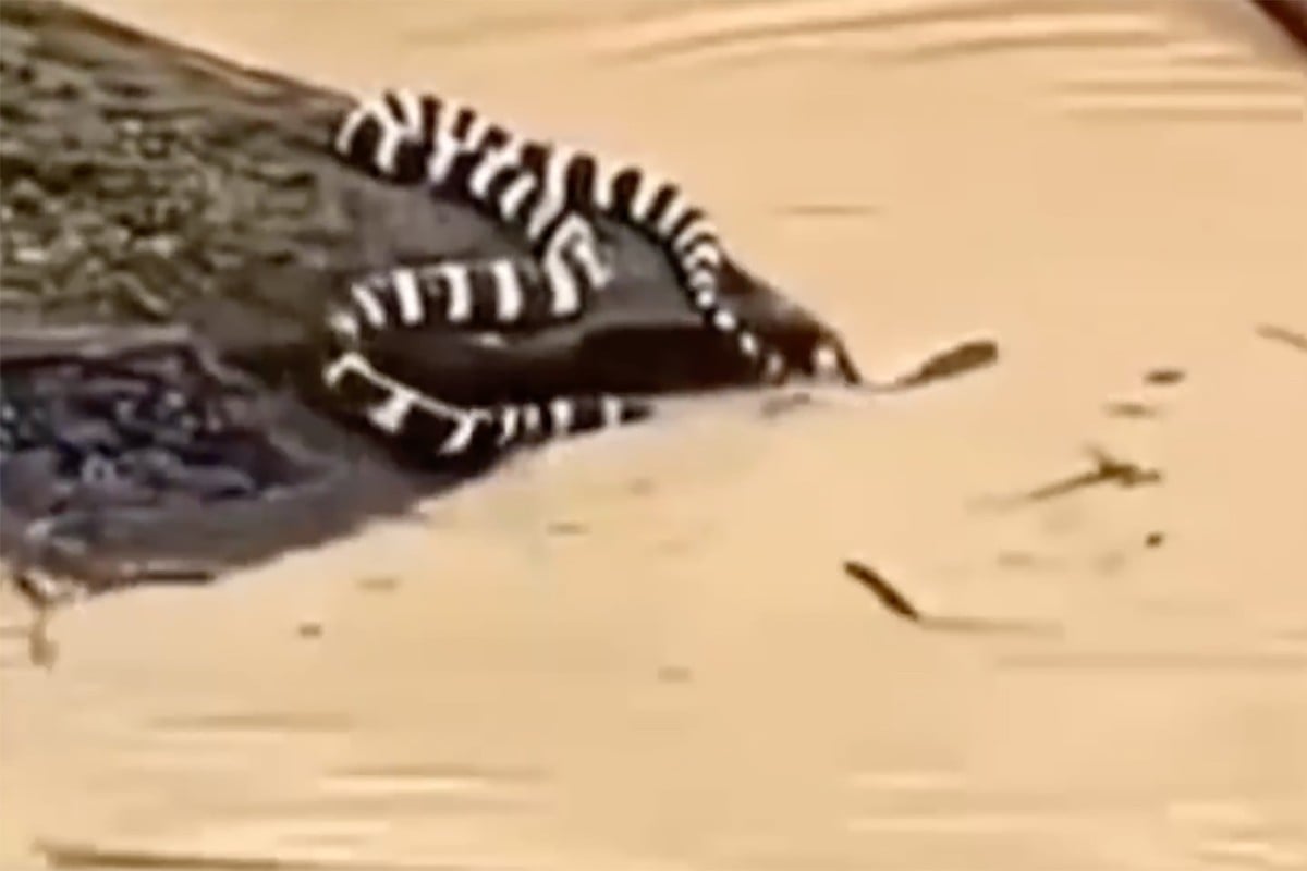 900 serpents se sont échappés de leurs enclos lors des inondations au Guangxi.