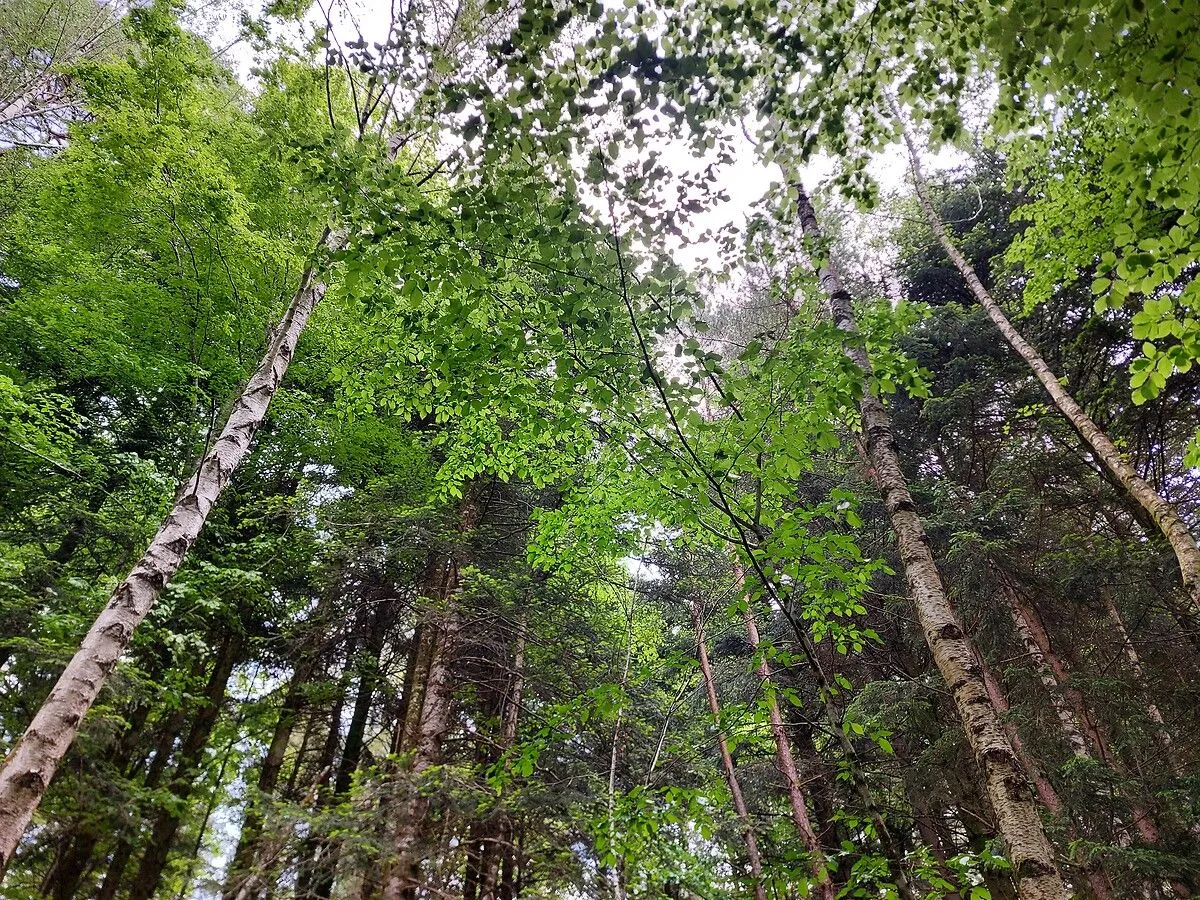La mortalité naturelle des arbres a fortement augmenté en moins de dix ans pour certaines essences, selon une étude | France Inter