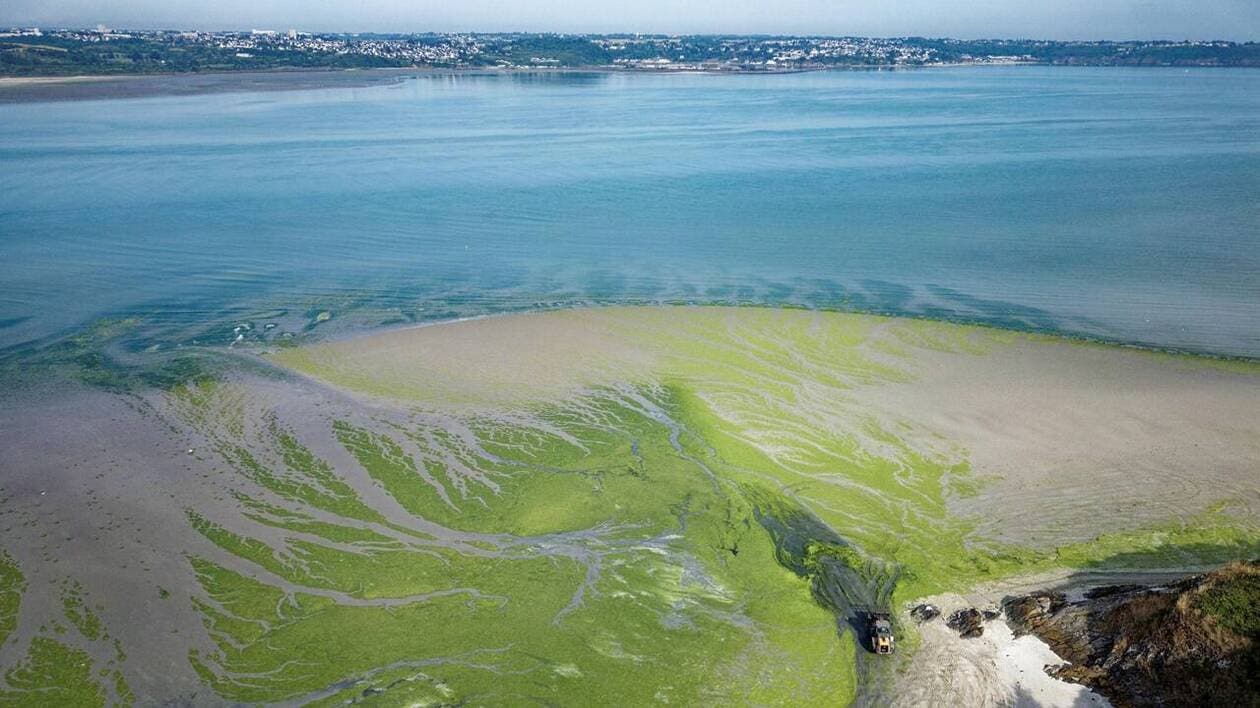 INFO OUEST-FRANCE. Algues vertes en Bretagne : les insuffisances de l'État pointées du doigt dans un nouveau rapport