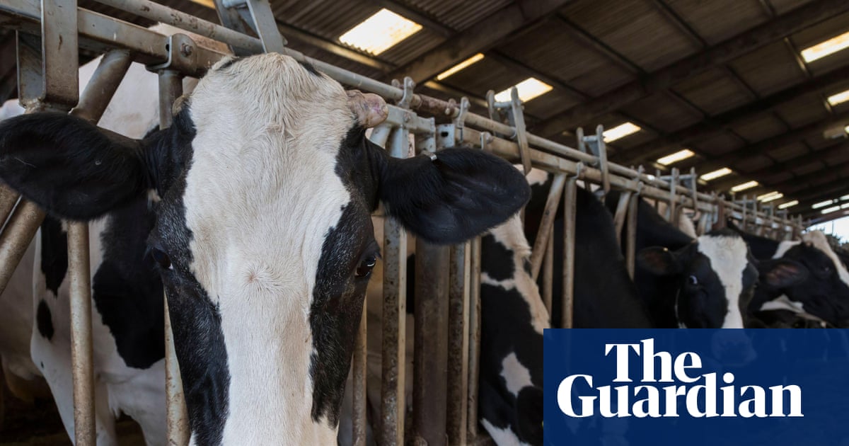 Huge rise in factory-style dairy farming of 'battery cows' in UK as costs  rise | Farming | The Guardian