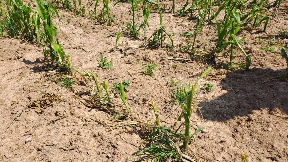 Grêle, canicule : quel impact sur les maïs ?