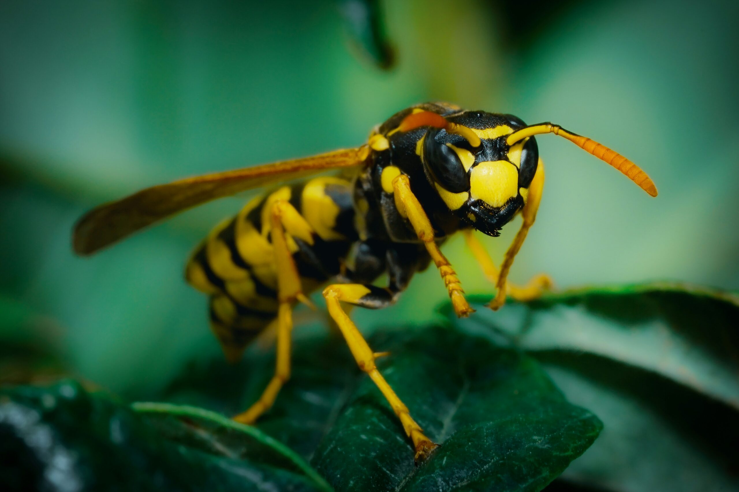 De 14 à 20 millions d'espèces d'insectes sur notre planète - Pieuvre