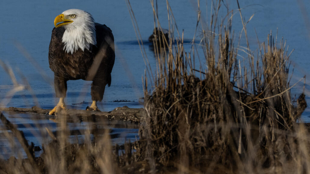 L'administration Trump affaiblit la protection des habitats naturels des espèces menacées