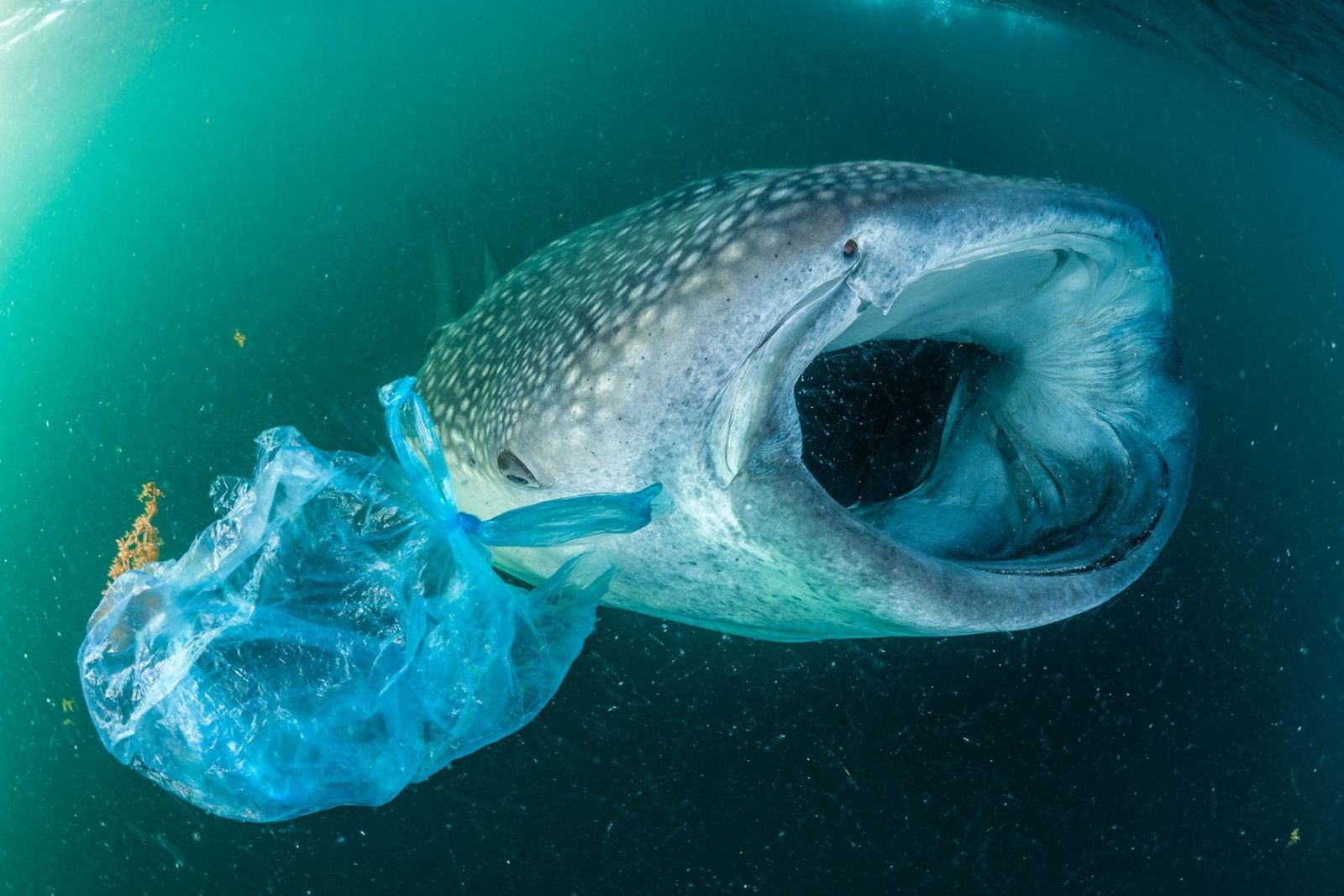 Le plastique, véritable menace pour la faune mondiale | National Geographic  | National Geographic
