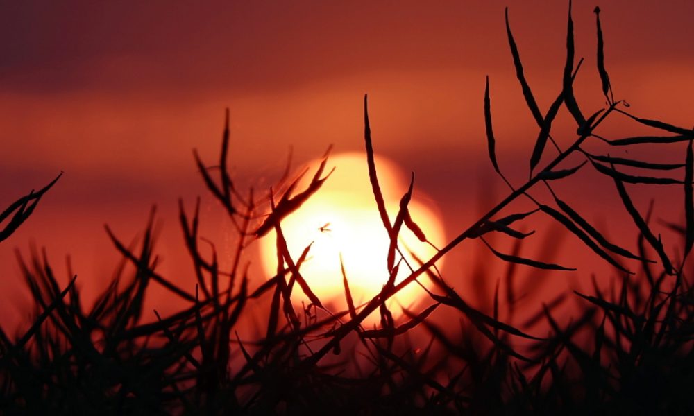 Canicule de juin: au moins 12'000 décès excédentaires en Europe | Radio Lac