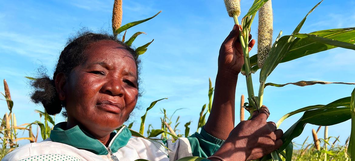 El Niño et les tensions géopolitiques fragilisent les marchés alimentaires mondiaux | ONU Info