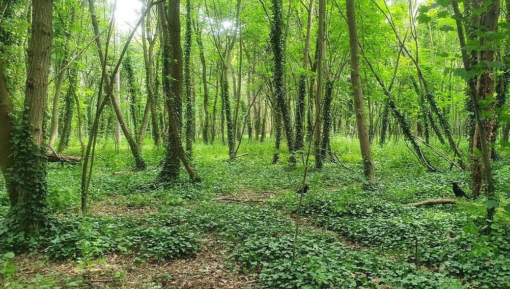 Paris : il a tenté de mettre le feu au bois de Boulogne, un jeune homme interpellé et placé en garde à vue - ICI