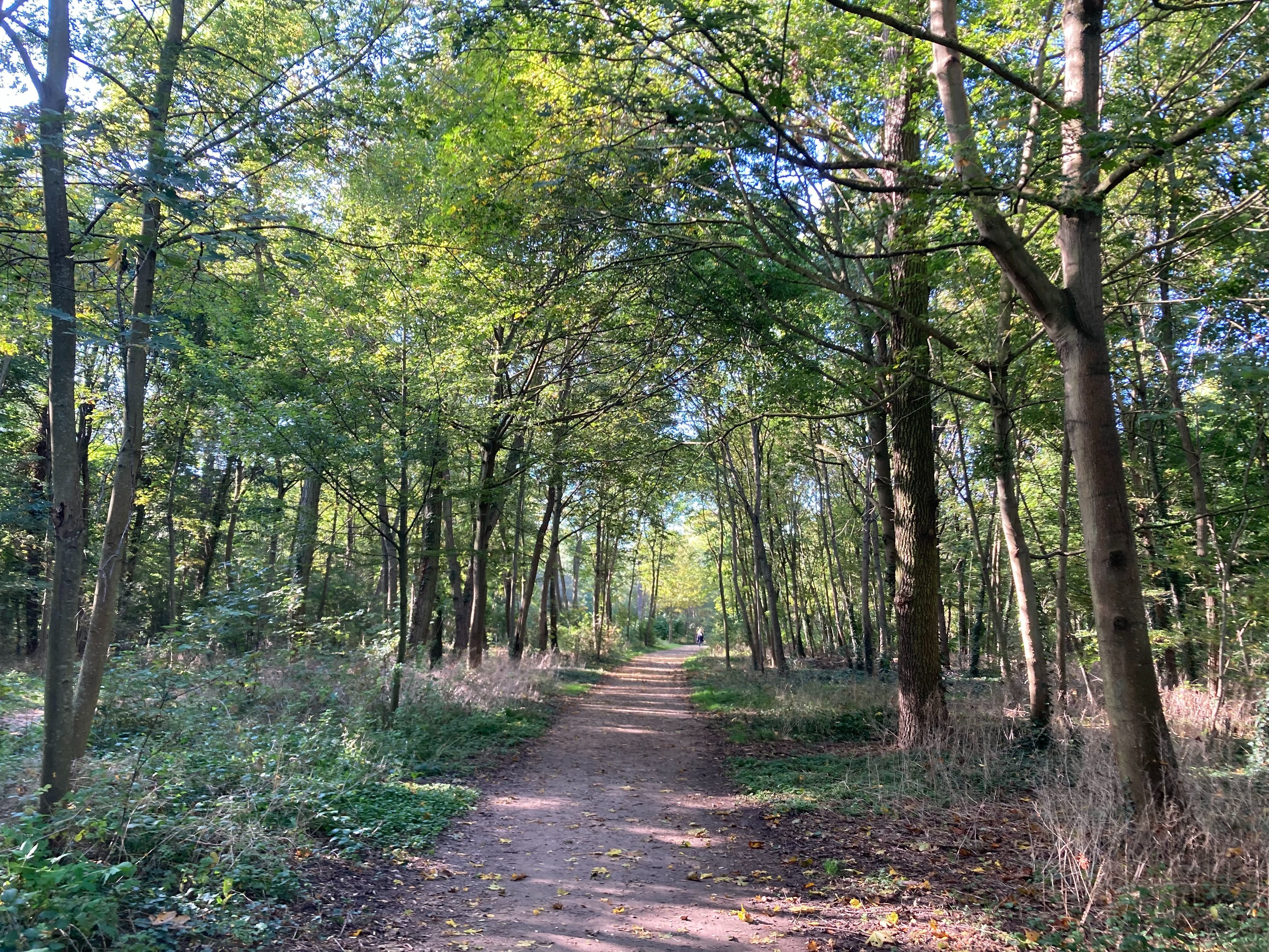 Paris : un jeune de 23 ans placé en garde à vue après avoir tenté de mettre le feu au bois de Boulogne - Le Parisien