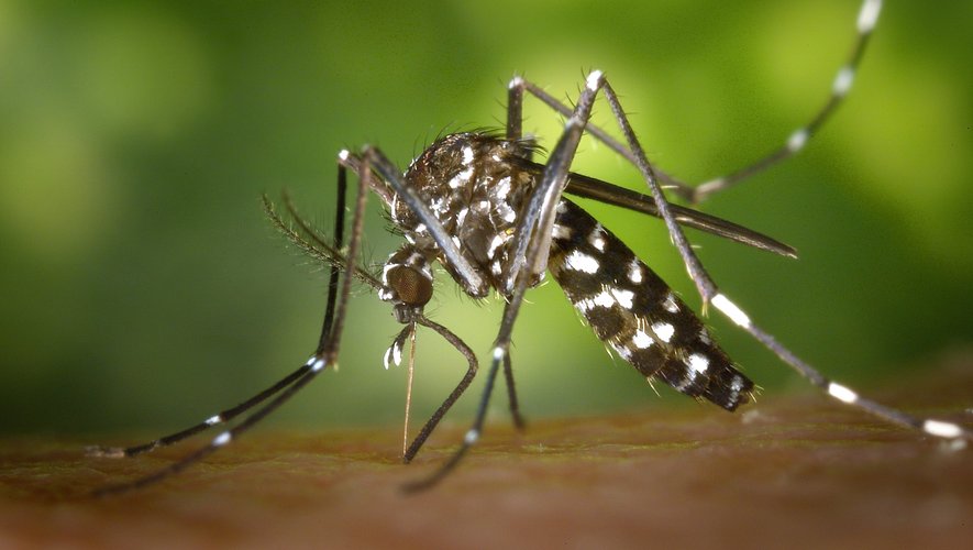 Pourquoi voit-on moins de moustiques cet été ? Comment la canicule affecte ces insectes et atténue leur dangerosité - ladepeche.fr
