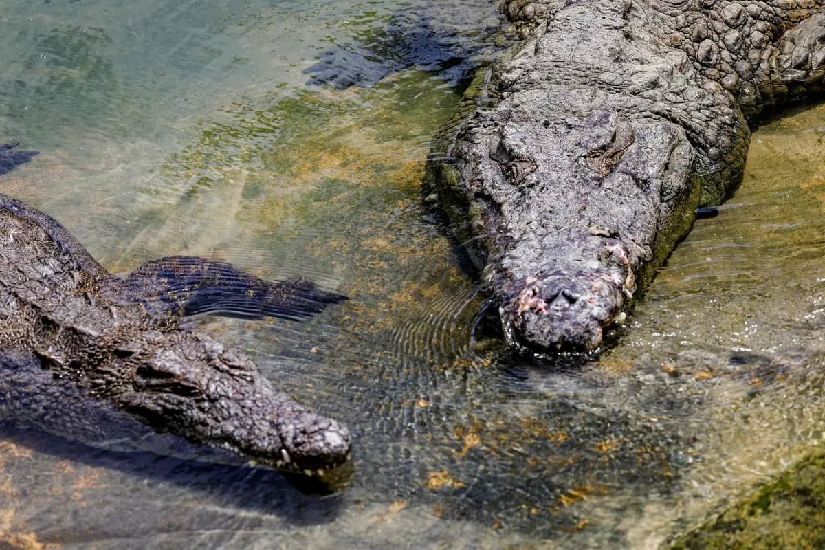 Israël ouvre la voie à l'utilisation de crocodiles pour dissuader d'éventuelles évasions de prisons | JDM | QUB info