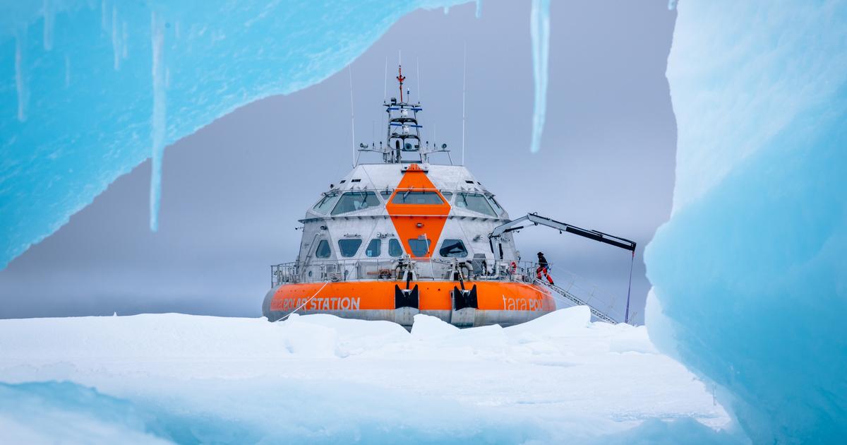 La station polaire Tara revient d'une première expédition dans les glaces de l'Arctique