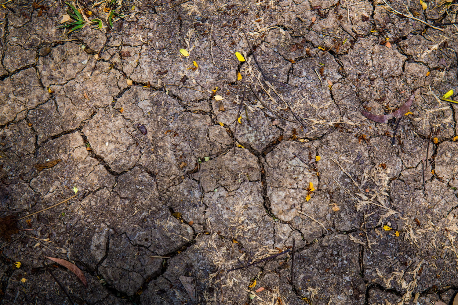Les trois vagues de canicule en France en 2026 font peser un risque baissier sur la
