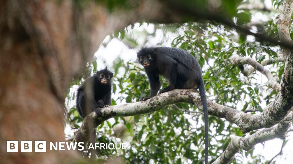 Une nouvelle espèce de singe aux lèvres orange découverte "cachée" dans la forêt de la RDC - BBC News Afrique