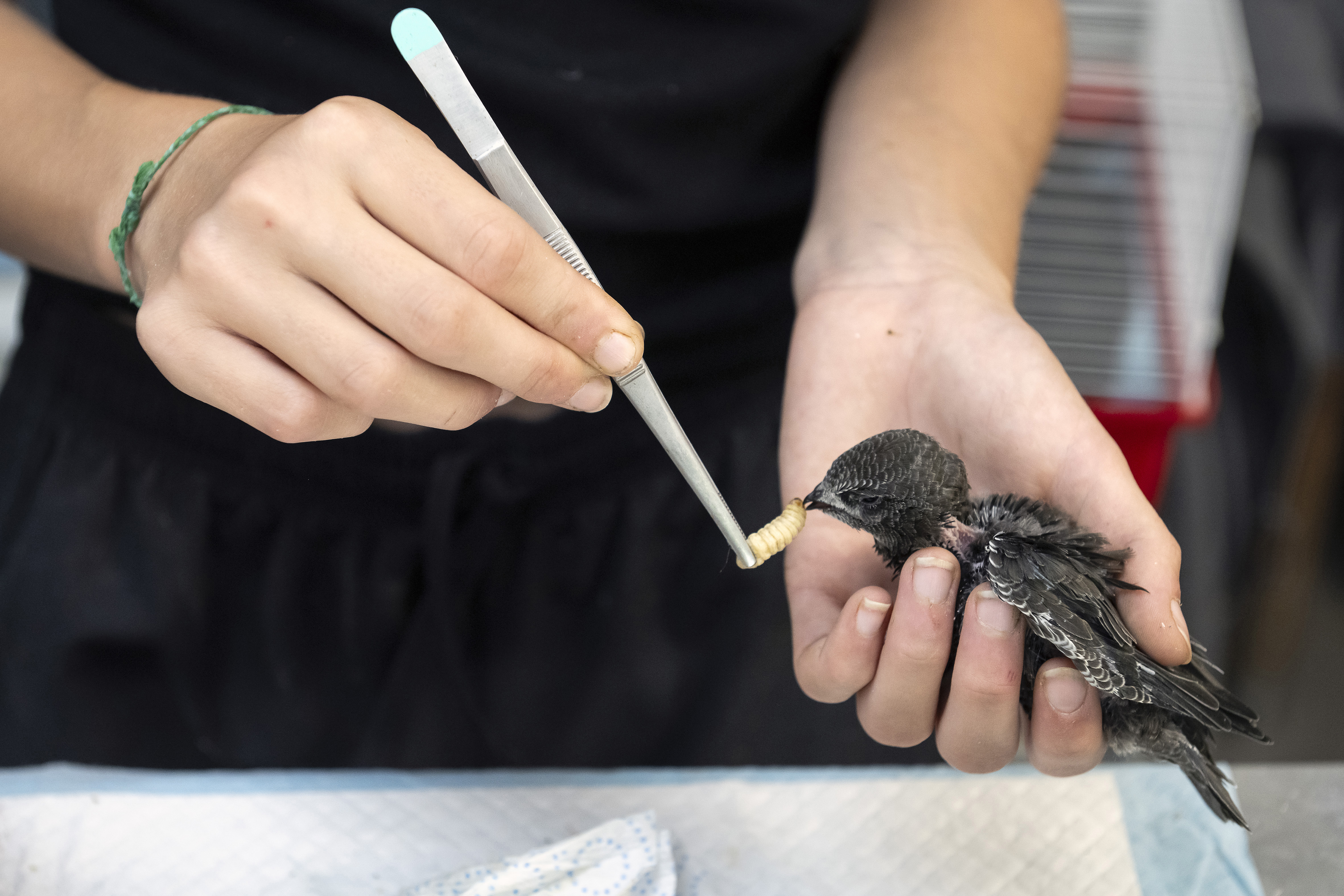 En RDC, des scientifiques découvrent le likweli, une nouvelle espèce de singe aux lèvres orange – Libération