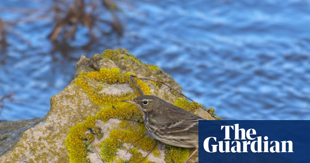 Country diary: Perilous puffins and a plucky underdog | Birds | The Guardian