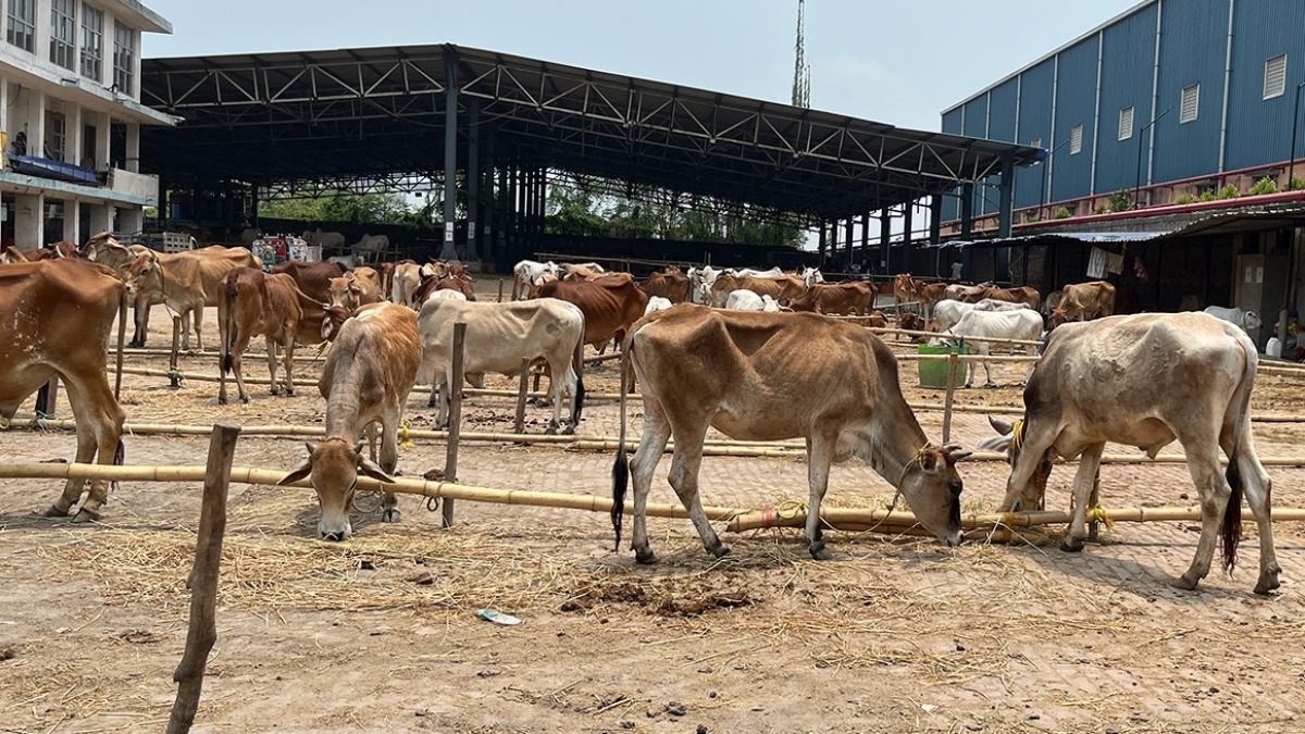 Cattle market empties as fear grips Eid preparations in India's West Bengal  | Religion News | Al Jazeera