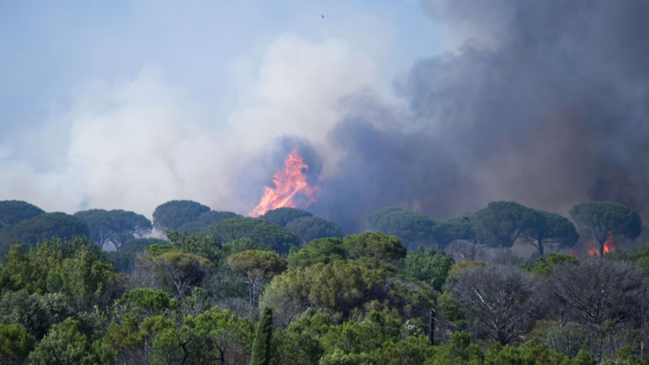 Feux de forêts, une grande collecte lancée par la Fondation du patrimoine