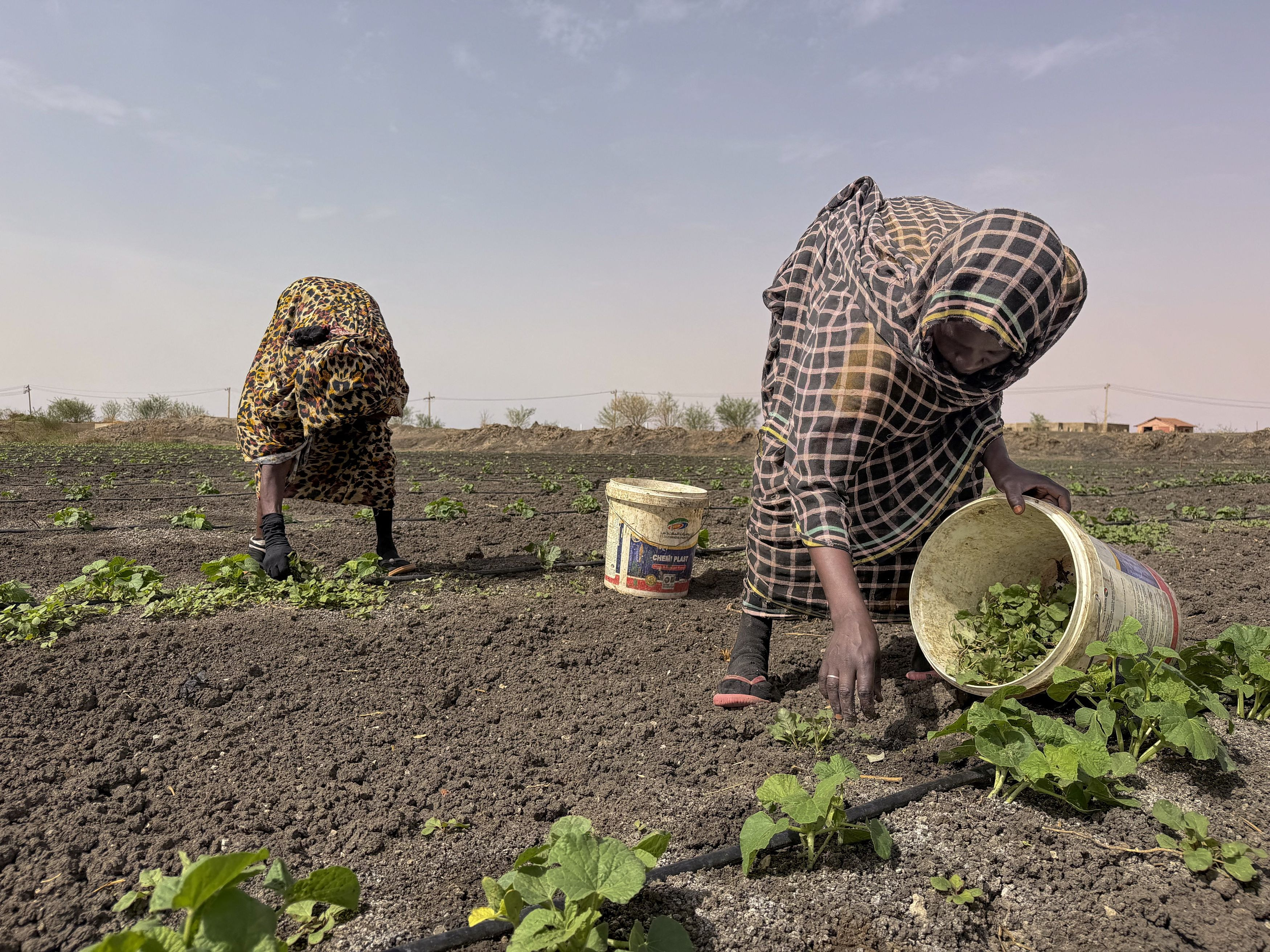 Iran Conflict Threatens Sudan's Fragile Harvest Season - tovima.com