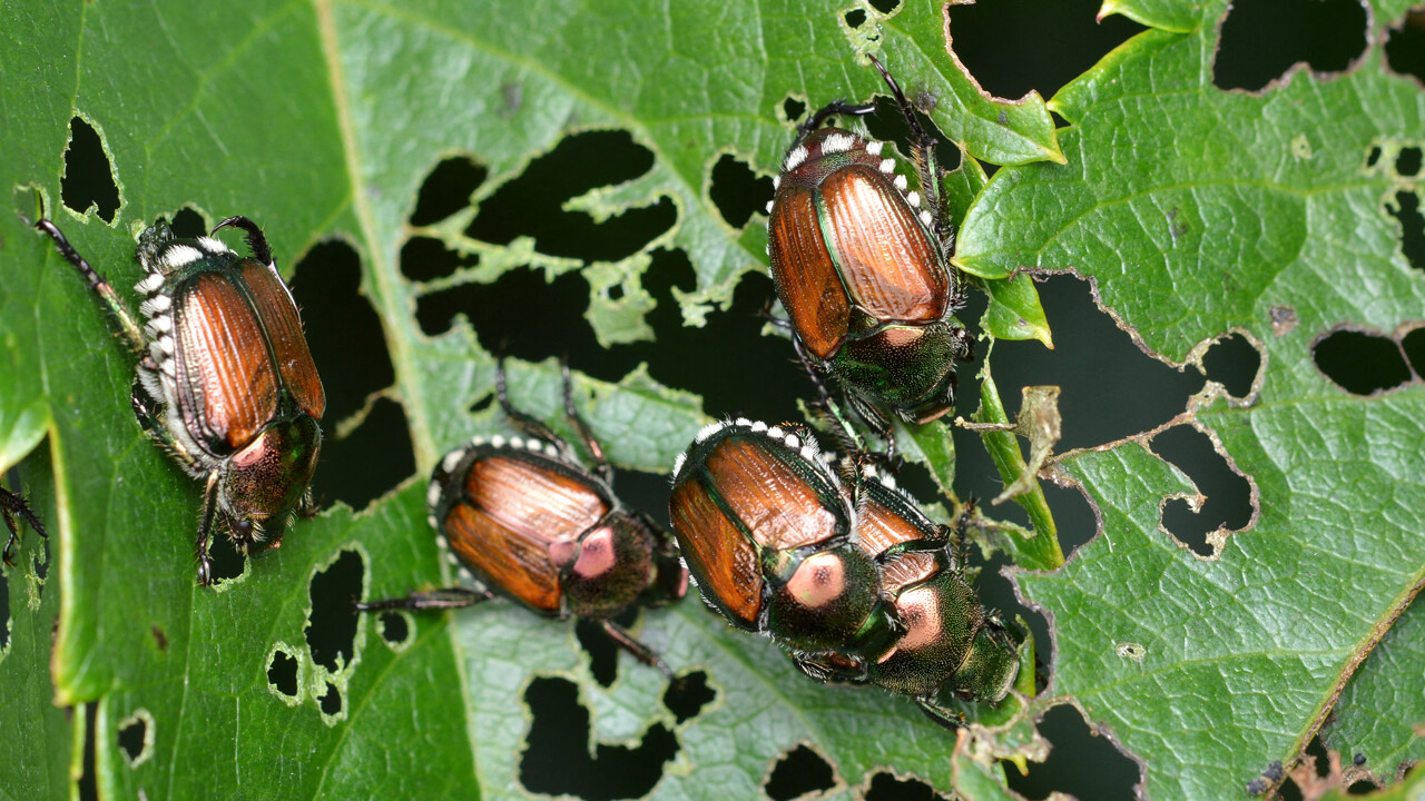Plusieurs foyers de cet insecte invasif ont été détectés à Strasbourg, la préfecture du Haut-Rhin appelle à la vigilance
