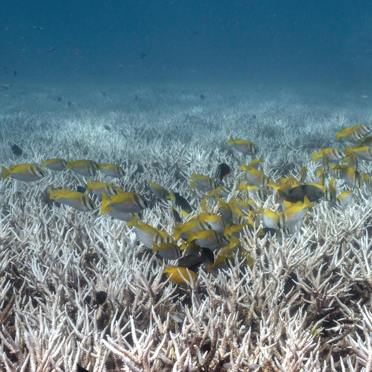 Les scientifiques craignent un nouvel épisode de blanchissement du corail sous l'effet d'El Niño