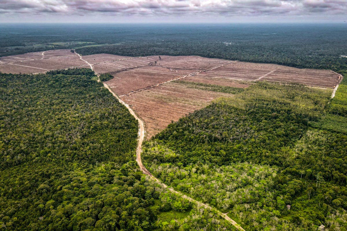 Écologie: Une forêt indonésienne rasée pour un fabricant d'emballages -  lematin.ch