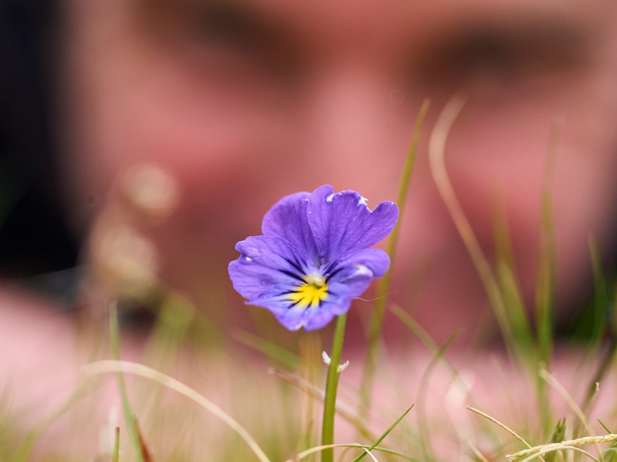 Blossoming among spoil heaps: how 1,000 years of lead mining gave birth to  banks of pansies and pennycress | Endangered habitats | The Guardian