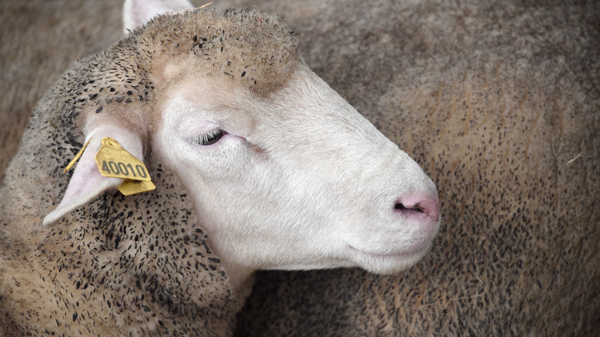 Une vidéo particulièrement choquante": une association de défense animale  porte plainte contre un élève en lycée agricole suspecté de zoophilie